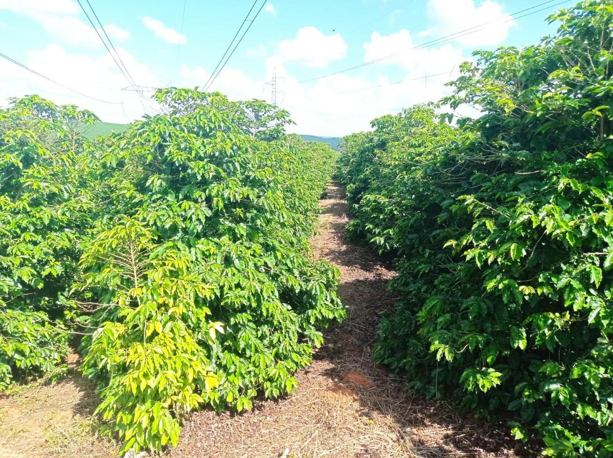 Fazenda, Zona Rural, 0 Quarto, 0 Vaga