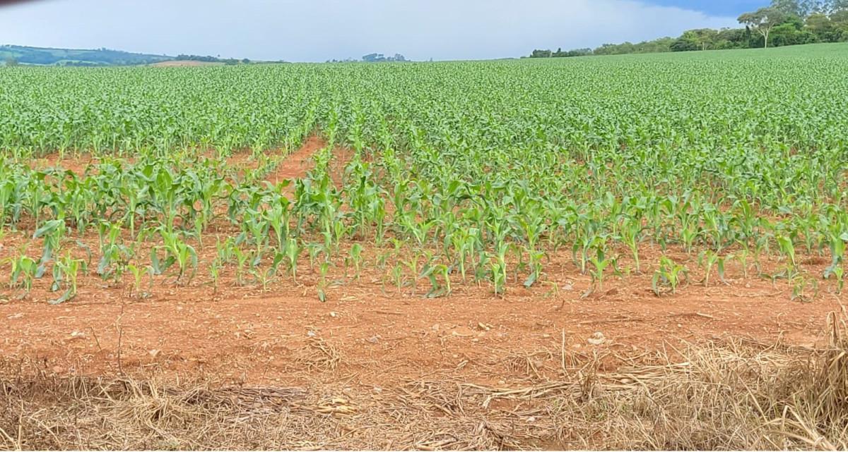 Fazenda, Zona Rural, 0 Quarto, 0 Vaga