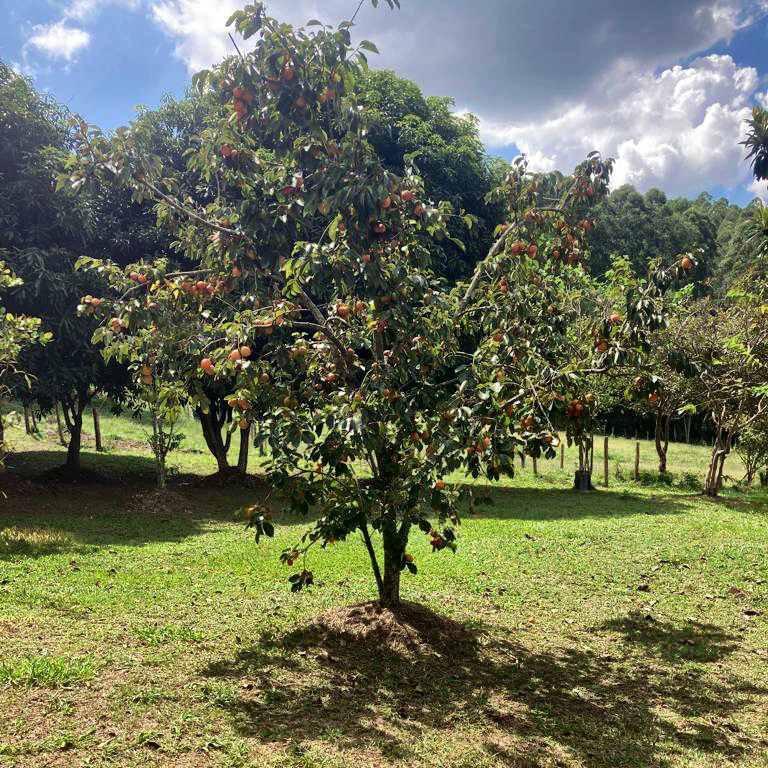 Fazenda, Centro, 4 Quartos, 10 Vagas, 1 Suíte