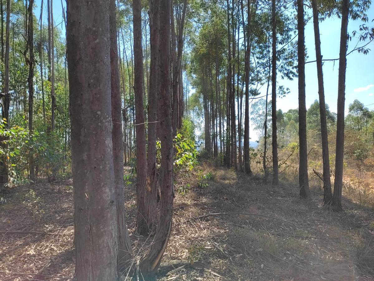 Lote, Penedo, 0 Quarto, 0 Vaga