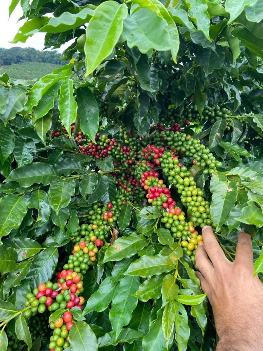 Fazenda, Zona Rural, 0 Quarto, 0 Vaga