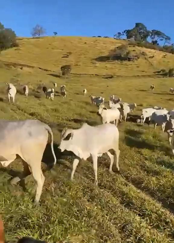 Fazenda, Zona Rural, 4 Quartos, 0 Vaga