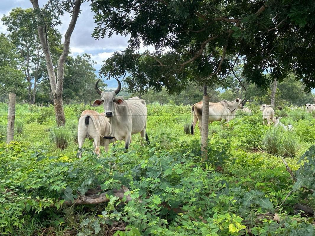 Fazenda, Zona Rural, 0 Quarto, 0 Vaga