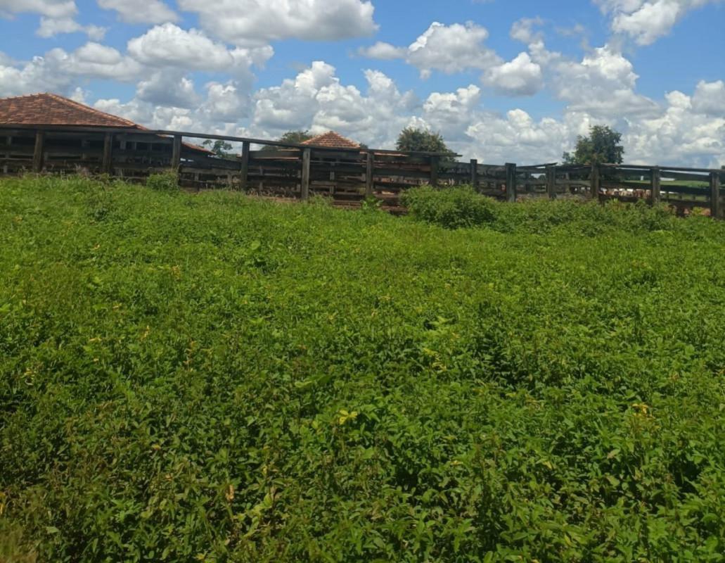 Fazenda, Zona Rural, 0 Quarto, 0 Vaga