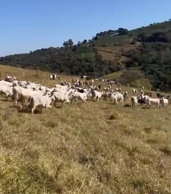Fazenda, Zona Rural, 4 Quartos, 0 Vaga
