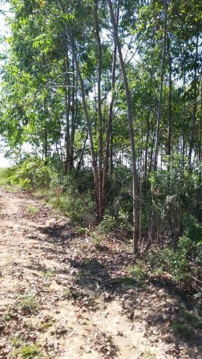 Fazenda, Centro, 1 Quarto, 0 Vaga