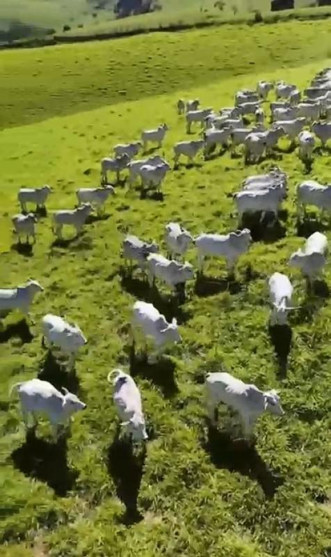 Fazenda, Zona Rural, 4 Quartos, 0 Vaga