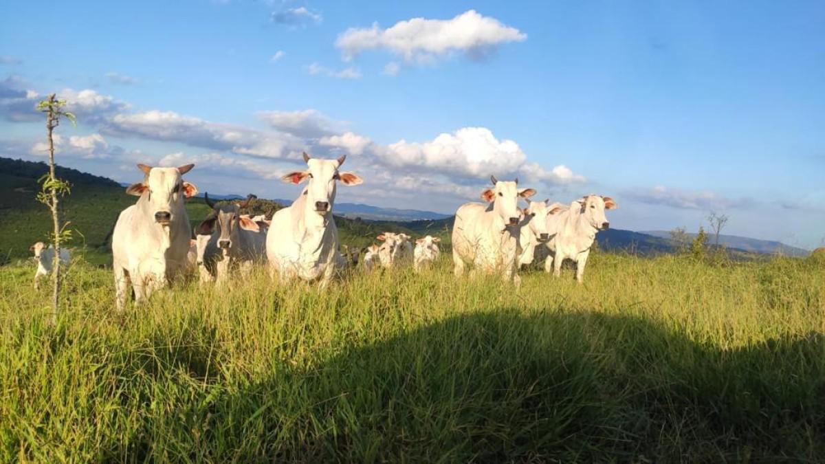 Fazenda, Zona Rural, 4 Quartos, 5 Vagas, 2 Suítes
