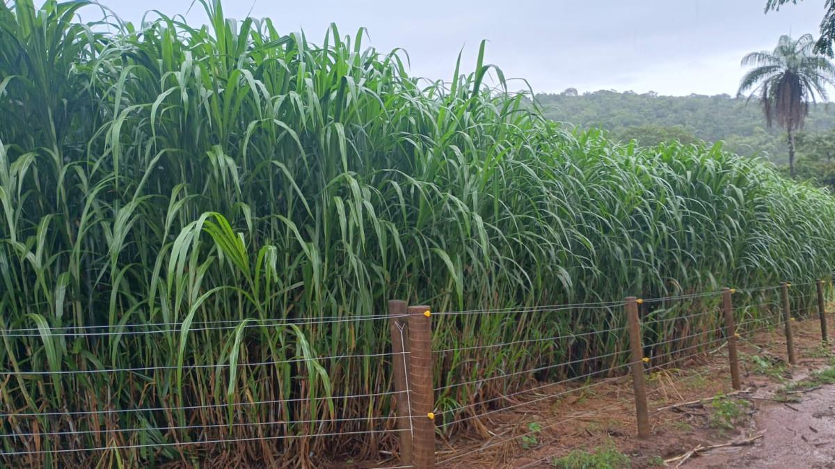 Fazenda, Centro, 3 Quartos, 100 Vagas