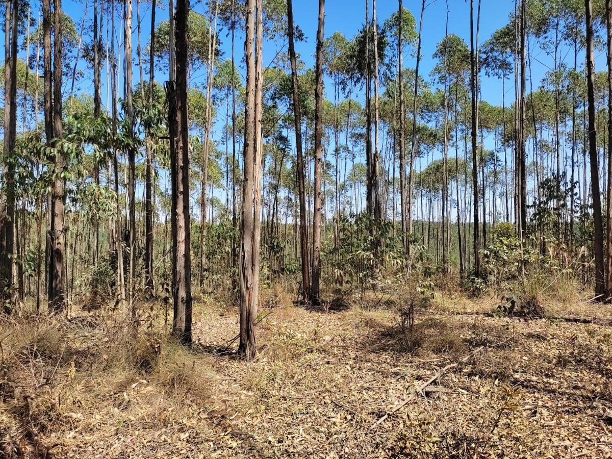 Lote, Penedo, 0 Quarto, 0 Vaga