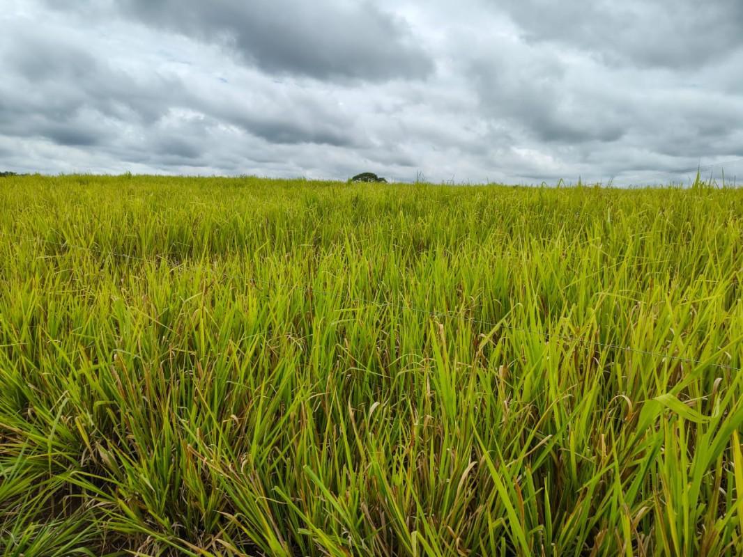 Fazenda, Zona Rural, 5 Quartos, 0 Vaga