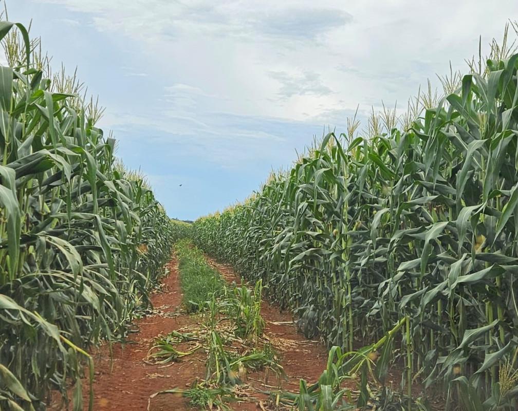 Fazenda, Zona Rural, 0 Quarto, 0 Vaga