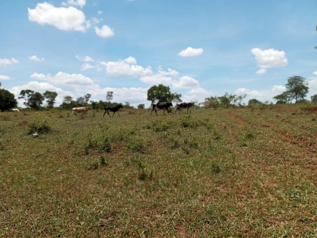 Fazenda, Centro, 0 Quarto, 0 Vaga