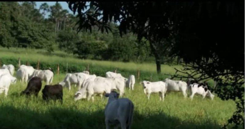 Fazenda, Centro, 0 Quarto, 0 Vaga