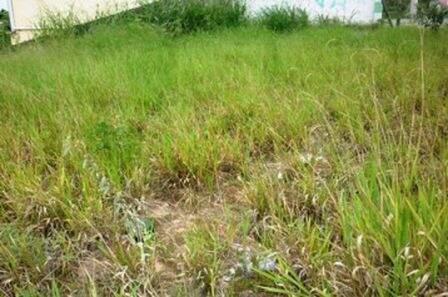 Lote, Vila Magdalena, 0 Quarto, 0 Vaga