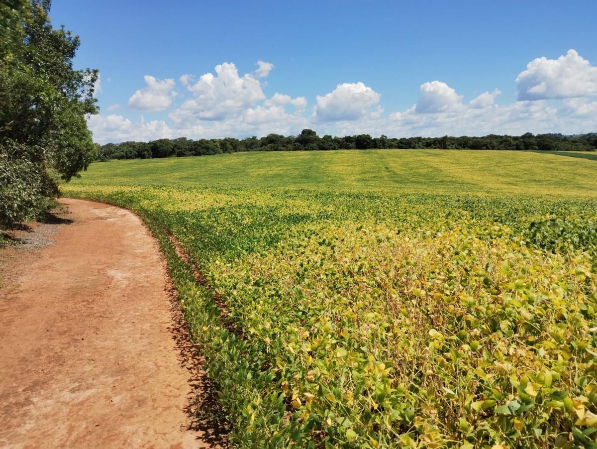 Fazenda, Centro, 0 Quarto, 0 Vaga, 1 Suíte