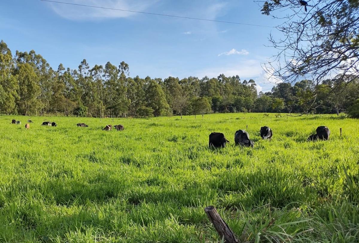 Fazenda, Centro, 4 Quartos, 2 Vagas
