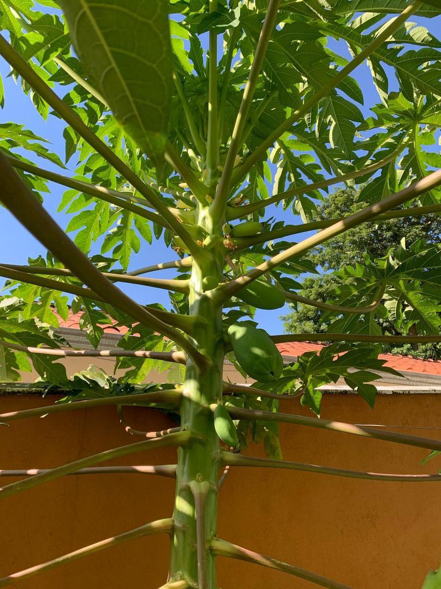 Casa, Solimões, 5 Quartos, 3 Vagas, 1 Suíte