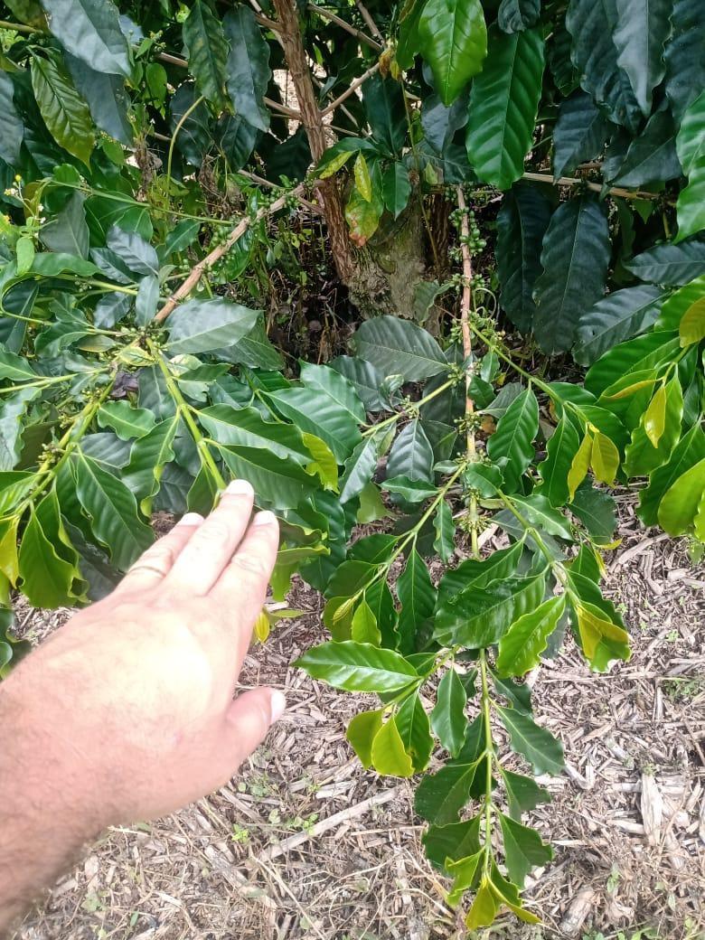 Fazenda, São Sebastião da Estrela, 1 Quarto, 1 Vaga, 1 Suíte