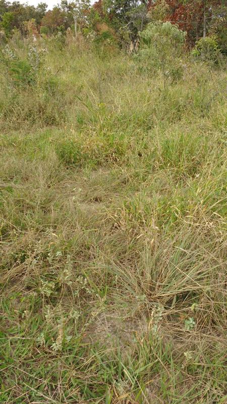 Lote, Centro, 0 Quarto, 1 Vaga