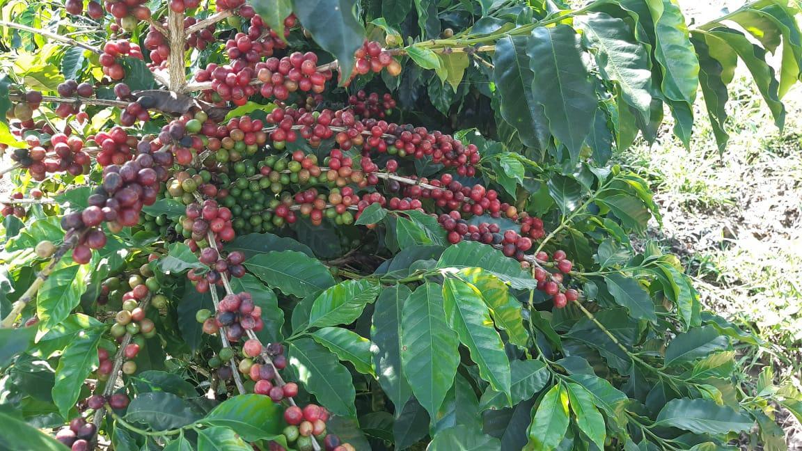 Fazenda, Centro, 3 Quartos, 1 Vaga