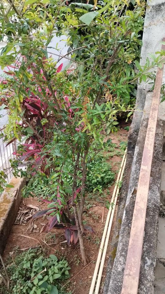 Casa, Horto, 5 Quartos, 0 Vaga, 1 Suíte