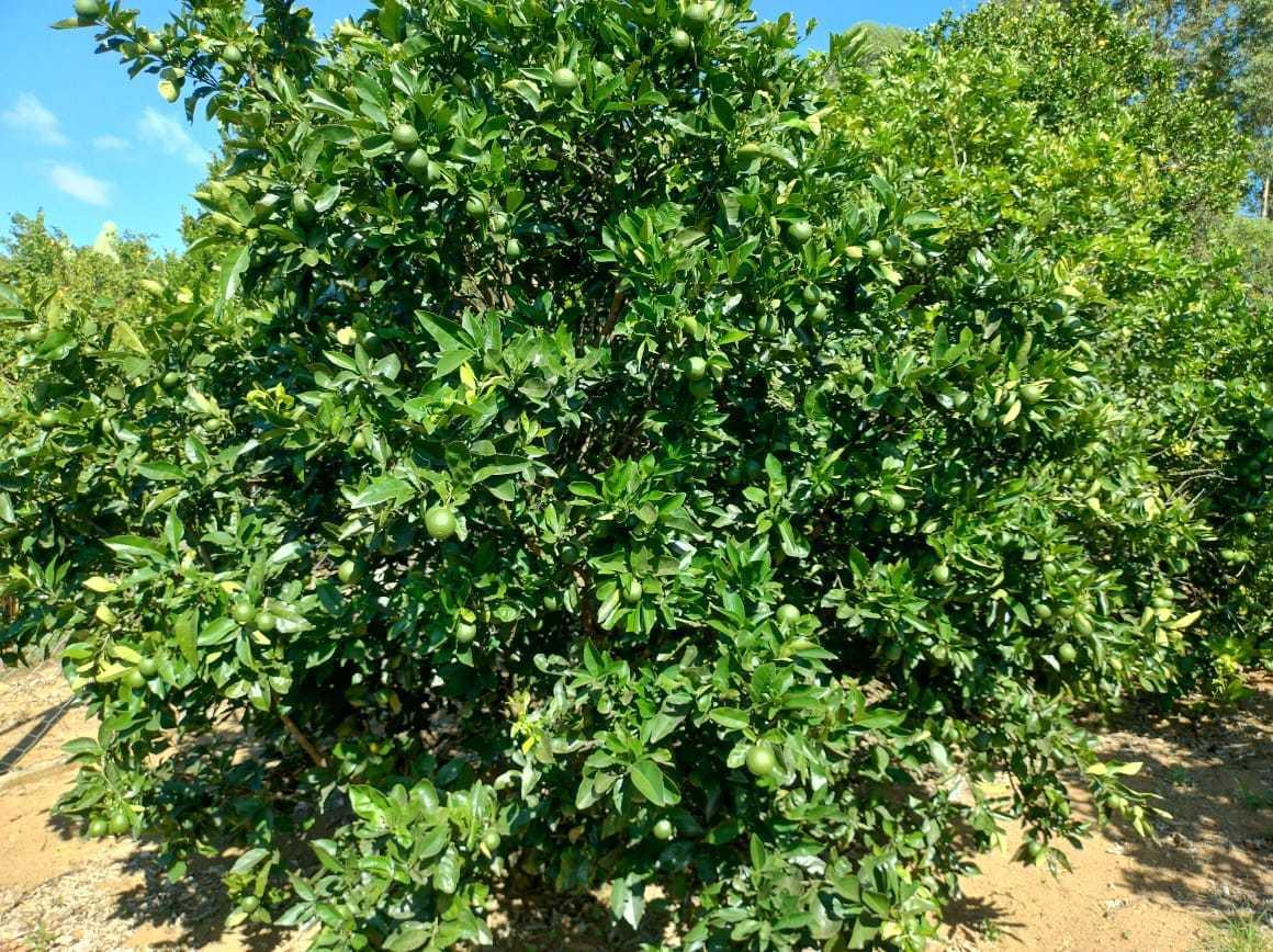 Fazenda, Zona Rural, 3 Quartos, 2 Vagas, 2 Suítes