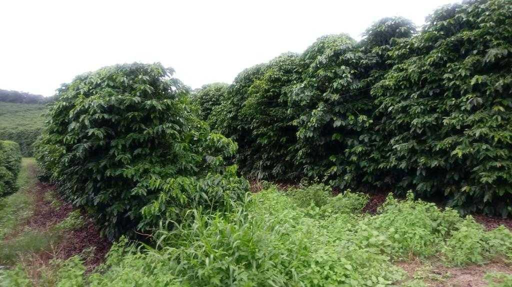 Fazenda, Centro, 3 Quartos, 1 Vaga, 1 Suíte