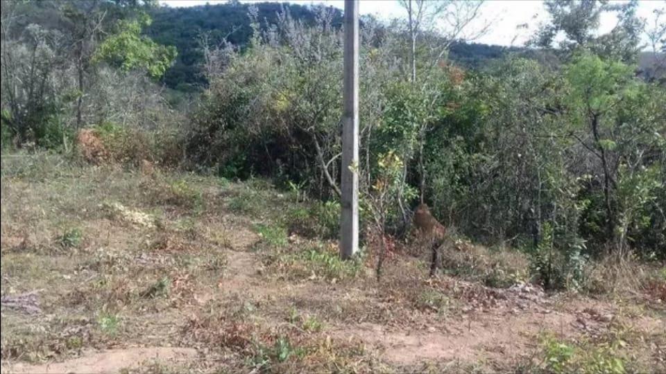 Lote, Morro Vermelho, 0 Quarto, 0 Vaga