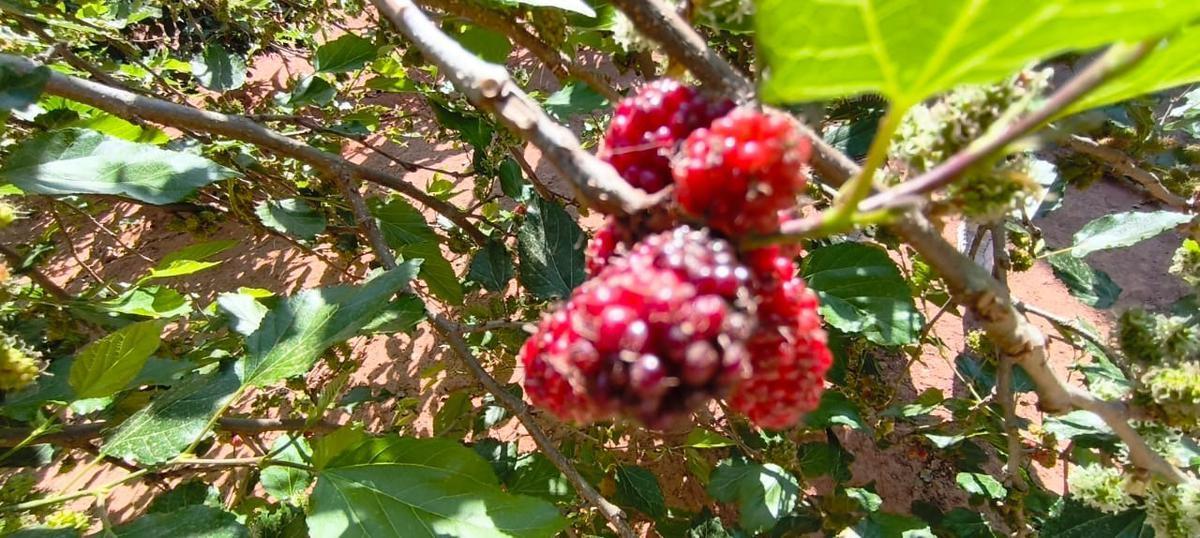 Lote, São Bernardo, 0 Quarto, 0 Vaga