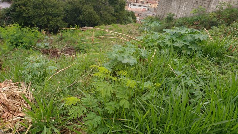 Lote, Novo Santa Cecília (barreiro), 0 Quarto, 10 Vagas