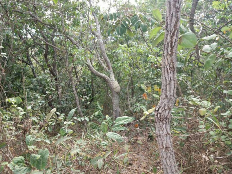 Lote, Ravena, 0 Quarto, 0 Vaga