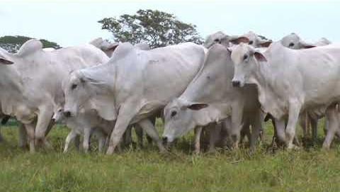 Fazenda, Zona Rural, 4 Quartos, 0 Vaga