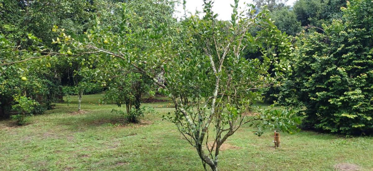 Fazenda, Bambus, 3 Quartos, 10 Vagas