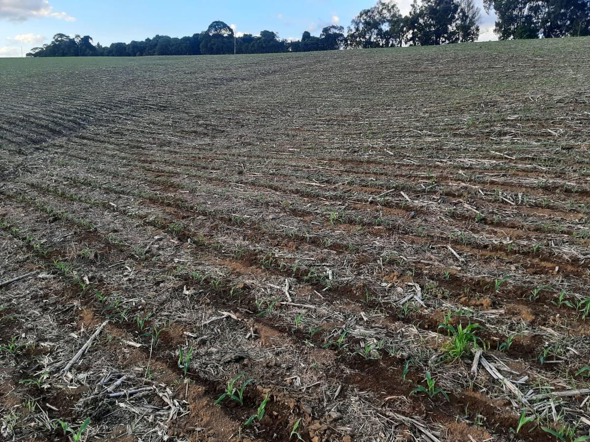 Fazenda, Centro, 1 Quarto, 1 Vaga
