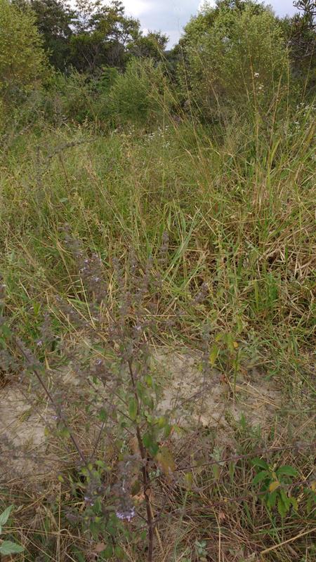 Lote, Centro, 0 Quarto, 1 Vaga