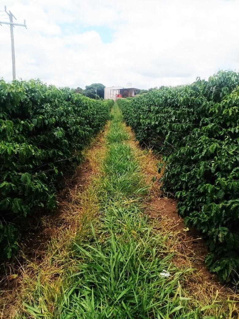 Fazenda, São Sebastião da Estrela, 1 Quarto, 1 Vaga, 1 Suíte