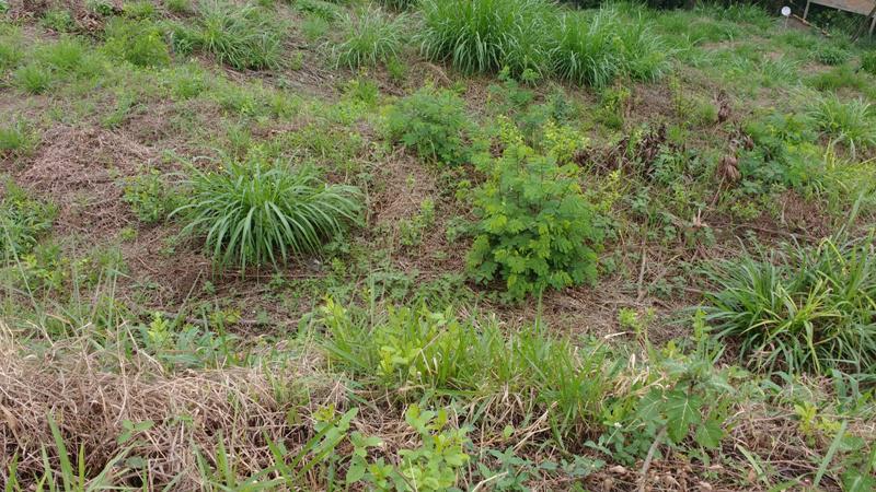 Lote, Novo Santa Cecília (barreiro), 0 Quarto, 10 Vagas