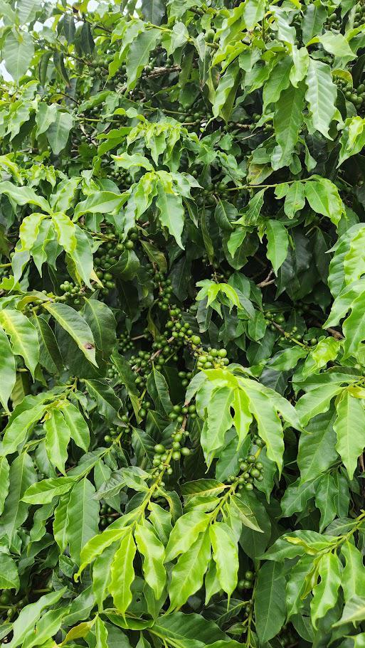 Fazenda, Zona Rural, 1 Quarto, 0 Vaga