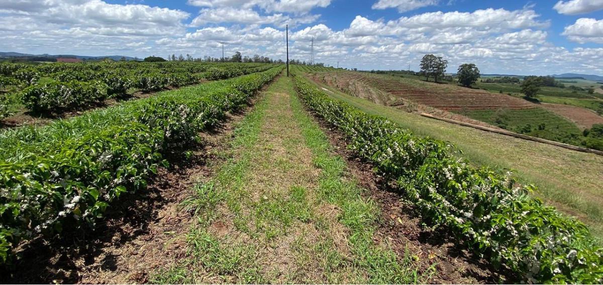 Fazenda, Zona Rural, 0 Quarto, 0 Vaga