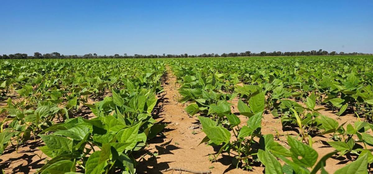 Fazenda, Centro, 0 Quarto, 0 Vaga