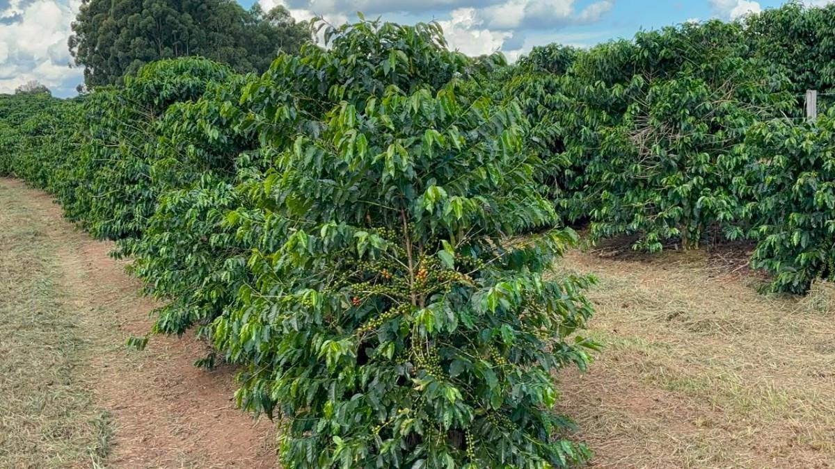 Fazenda, Zona Rural, 0 Quarto, 0 Vaga