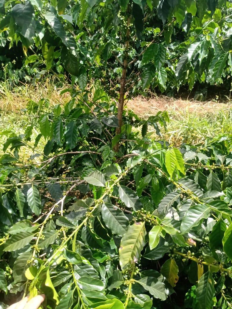 Fazenda, São Sebastião da Estrela, 1 Quarto, 1 Vaga, 1 Suíte