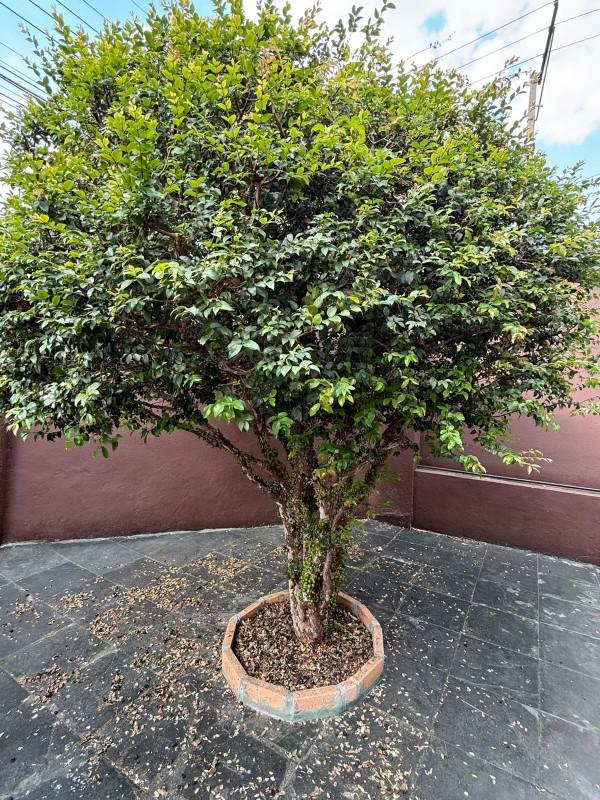 Casa, Carlos Prates, 3 Quartos, 2 Vagas, 1 Suíte