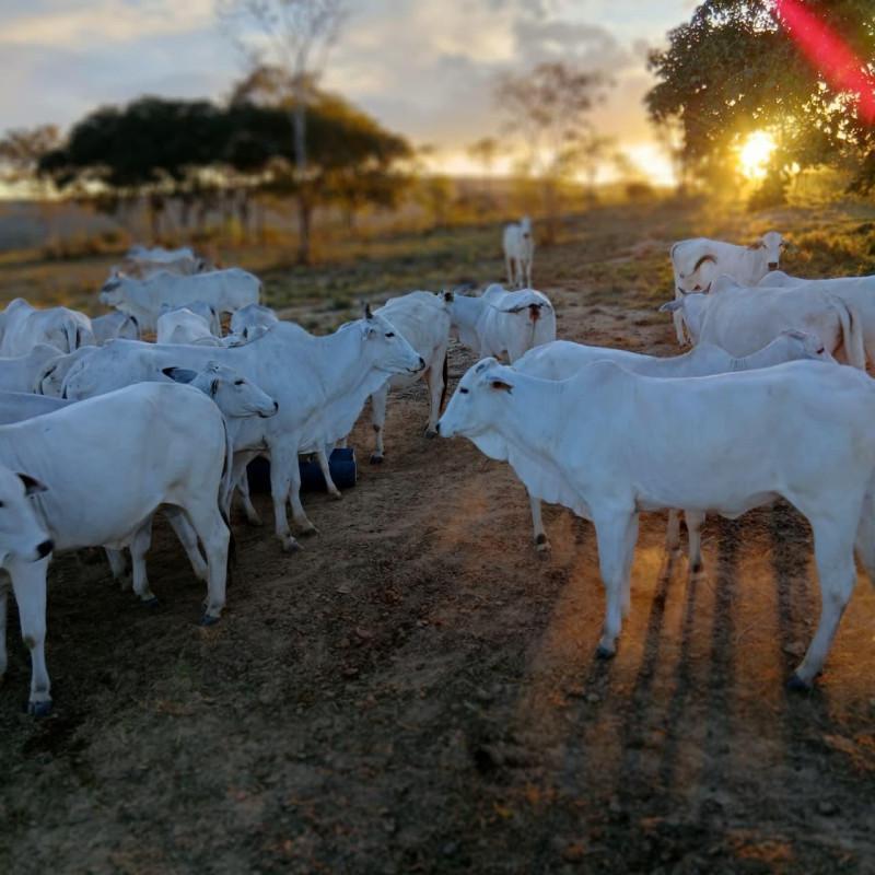 Fazenda, Zona Rural, 0 Quarto, 0 Vaga