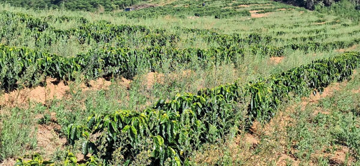 Fazenda, Zona Rural, 0 Quarto, 0 Vaga