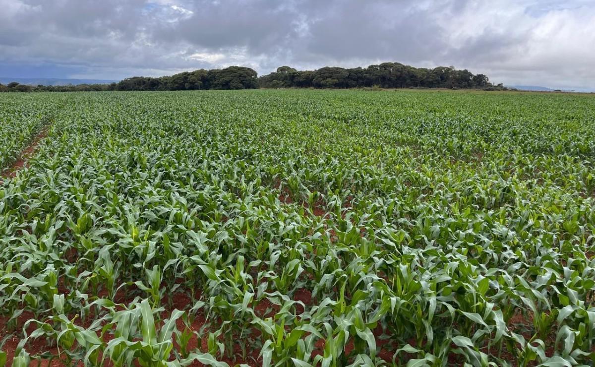 Fazenda, Zona Rural, 0 Quarto, 0 Vaga