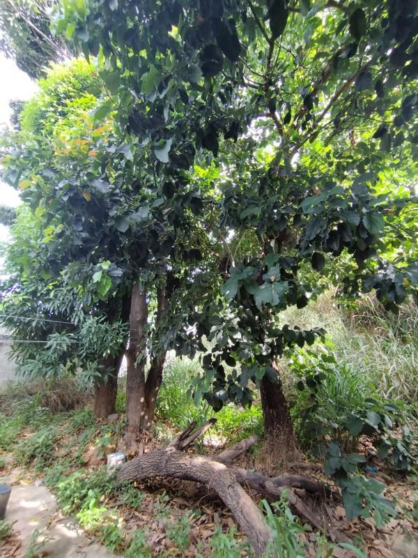 Casa, Senhora de Fátima, 2 Quartos, 2 Vagas