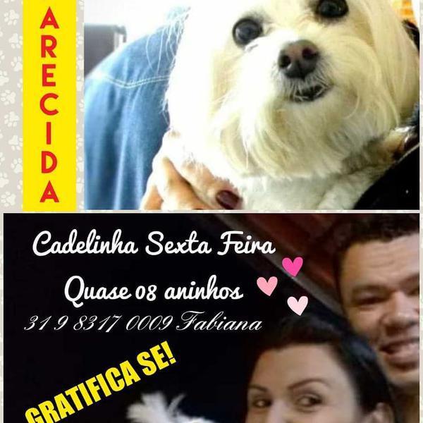 Cachorrinha Desaparecida em Contagem