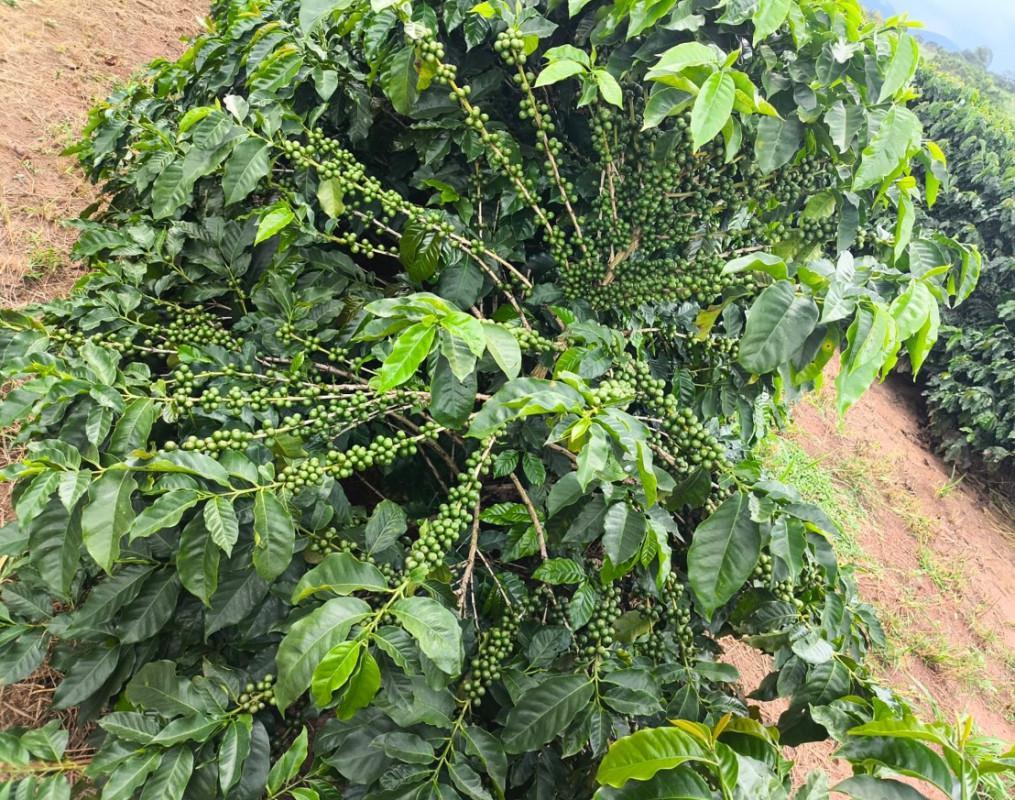 Fazenda, Zona Rural, 0 Quarto, 0 Vaga
